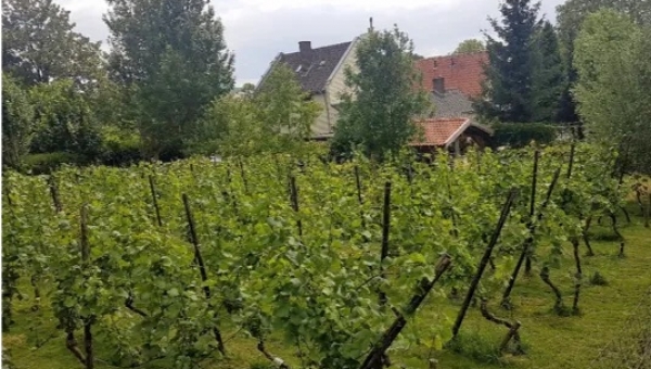 Wijnwandeling