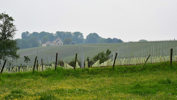 13 juni 2021 | IVN-jubileumwandeling Wolder, Campagne en Biesland